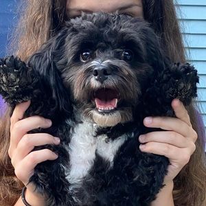 Meet your Posher, Abigail